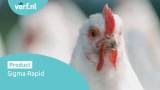 Close-up van witte kip. Een kippenhok is geschilderd met de Sigma Rapid. Door de snelle droging van de Sigma Rapid kan de kip weer snel terug naar zijn hok.